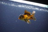 Baby Thai Oranda  Red Black 3 Inch (ID#1105ToPTA-25) Free2Day SHIPPING