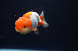 Juvenile Lionchu  Red White 3 Inch (ID#304R11a-18) Free2Day SHIPPING