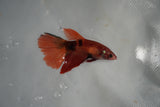 Nemo Koi Galaxy  Halfmoon Female Betta (ID#801-F510) Free2Day SHIPPING