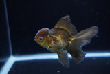 Juvenile Thai Oranda  Bronze 3.5 Inch (ID#1217To12c-79) Free2Day SHIPPING