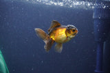 Baby Thai Oranda  Red Black 3 Inch (ID#1105ToPTA-25) Free2Day SHIPPING