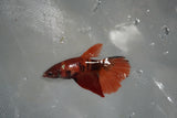 Nemo Koi Galaxy  Halfmoon Female Betta (ID#801-F510) Free2Day SHIPPING