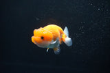 Juvenile Lionchu  Red White 3.5 Inch (ID#1011R11a-22) Free2Day SHIPPING