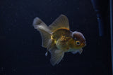 Juvenile Thai Oranda  Bronze 3.5 Inch (ID#1217To12c-79) Free2Day SHIPPING