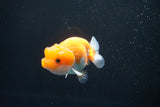 Juvenile Lionchu  Red White 3.5 Inch (ID#1011R11a-22) Free2Day SHIPPING