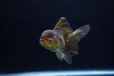 Juvenile Thai Oranda  Bronze 3.5 Inch (ID#1217To12c-79) Free2Day SHIPPING