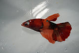 Nemo Koi Galaxy  Halfmoon Female Betta (ID#801-F511) Free2Day SHIPPING