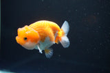 Juvenile Lionchu  Red White 3.5 Inch (ID#1011R11a-22) Free2Day SHIPPING