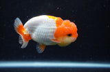 Juvenile Lionchu  Red White 3 Inch (ID#304R11a-18) Free2Day SHIPPING