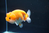 Juvenile Lionchu  Red White 3.5 Inch (ID#1011R11a-22) Free2Day SHIPPING