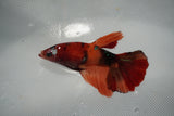 Nemo Koi Galaxy  Halfmoon Female Betta (ID#801-F511) Free2Day SHIPPING