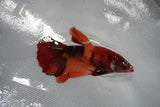 Nemo Koi Galaxy  Halfmoon Female Betta (ID#801-F511) Free2Day SHIPPING