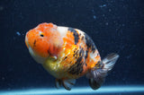 Milk Cow Ranchu  Calico 4.5 Inch (ID#408R10c-105) Free2Day SHIPPING