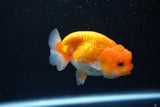 Juvenile Lionchu  Red White 3.5 Inch (ID#1011R11a-22) Free2Day SHIPPING