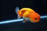 Juvenile Lionchu  Red White 3.5 Inch (ID#1011R11a-22) Free2Day SHIPPING