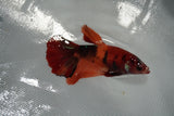 Nemo Koi Galaxy  Halfmoon Female Betta (ID#801-F511) Free2Day SHIPPING