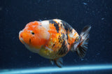 Milk Cow Ranchu  Calico 4.5 Inch (ID#408R10c-105) Free2Day SHIPPING