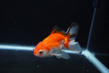 Juvenile Thai Oranda  Red White 3.5 Inch (ID#1217To12c-80) Free2Day SHIPPING