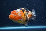 Milk Cow Ranchu  Calico 4.5 Inch (ID#408R10c-105) Free2Day SHIPPING
