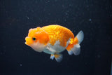 Juvenile Lionchu  Red White 3.5 Inch (ID#1011R11a-22) Free2Day SHIPPING