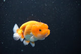 Juvenile Lionchu  Red White 3.5 Inch (ID#1011R11a-22) Free2Day SHIPPING