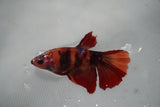 Nemo Koi Galaxy  Halfmoon Female Betta (ID#801-F512) Free2Day SHIPPING