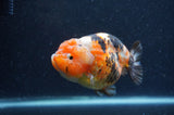 Milk Cow Ranchu  Calico 4.5 Inch (ID#408R10c-105) Free2Day SHIPPING