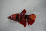 Nemo Koi Galaxy  Halfmoon Female Betta (ID#801-F512) Free2Day SHIPPING