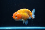 Ranchu  Sakura 4 Inch (ID#218R1c-49) Free2Day SHIPPING