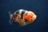 Milk Cow Ranchu  Calico 4.5 Inch (ID#408R10c-105) Free2Day SHIPPING