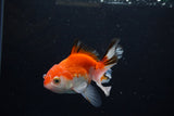 Juvenile Thai Oranda  Red White 3.5 Inch (ID#1217To12c-80) Free2Day SHIPPING