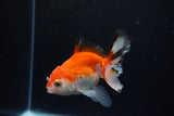 Juvenile Thai Oranda  Red White 3.5 Inch (ID#1217To12c-80) Free2Day SHIPPING