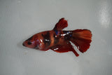 Nemo Koi Galaxy  Halfmoon Female Betta (ID#801-F512) Free2Day SHIPPING