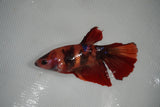 Nemo Koi Galaxy  Halfmoon Female Betta (ID#801-F512) Free2Day SHIPPING