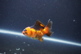 Baby Thai Oranda  Red Black 3 Inch (ID#1105ToPTA-27) Free2Day SHIPPING