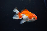 Juvenile Thai Oranda  Red White 3.5 Inch (ID#1217To12c-80) Free2Day SHIPPING