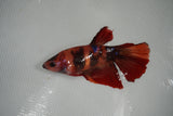 Nemo Koi Galaxy  Halfmoon Female Betta (ID#801-F512) Free2Day SHIPPING