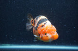 Milk Cow Ranchu  Calico 4.5 Inch (ID#408R10c-105) Free2Day SHIPPING