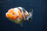Milk Cow Ranchu  Calico 4.5 Inch (ID#408R10c-105) Free2Day SHIPPING