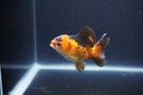 Baby Thai Oranda  Red Black 3 Inch (ID#1105ToPTA-27) Free2Day SHIPPING