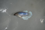 Dumbo Multicolor   Halfmoon Female Betta (ID#801-F513) Free2Day SHIPPING