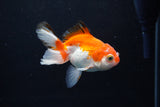 Juvenile Thai Oranda  Red White 3.5 Inch (ID#1217To12c-80) Free2Day SHIPPING