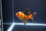 Baby Thai Oranda  Red Black 3 Inch (ID#1105ToPTA-27) Free2Day SHIPPING