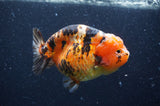 Milk Cow Ranchu  Calico 4.5 Inch (ID#408R10c-105) Free2Day SHIPPING