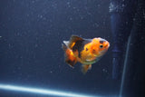 Baby Thai Oranda  Red Black 3 Inch (ID#1105ToPTA-27) Free2Day SHIPPING