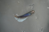 Dumbo Multicolor   Halfmoon Female Betta (ID#801-F513) Free2Day SHIPPING