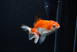 Juvenile Thai Oranda  Red White 3.5 Inch (ID#1217To12c-80) Free2Day SHIPPING