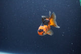 Baby Thai Oranda  Red Black 3 Inch (ID#1105ToPTA-27) Free2Day SHIPPING