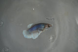 Dumbo Multicolor   Halfmoon Female Betta (ID#801-F513) Free2Day SHIPPING