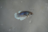 Dumbo Multicolor   Halfmoon Female Betta (ID#801-F513) Free2Day SHIPPING